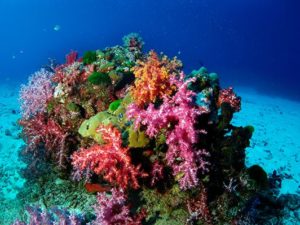 Underwater shot of colorful coral reef, a gay travel destination. Vibrant pink, red, and orange soft corals. Ocean adventure.