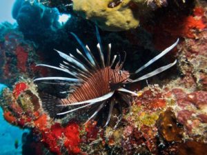 Lionfish amidst coral reef. Diving adventures for gay travelers. Exotic marine life, underwater photography. Gay travel advice.