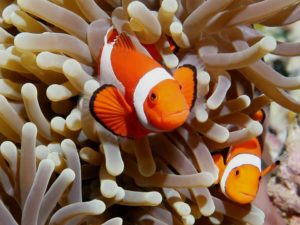Two clownfish (Nemo) swim among anemone tentacles. Gay travel enthusiasts may enjoy scuba diving to see these fish. Nemo-x2.jpg.