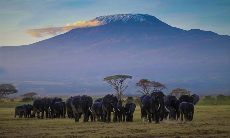 Kilimanjaro, African adventure: Elephants roam the plains with the iconic mountain backdrop. Gay hiking travel destination. Popular safari.