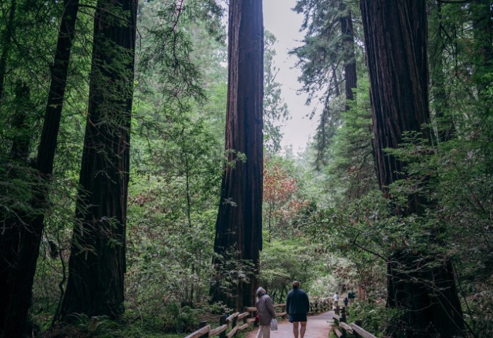 muir woods wine country tour San Francisco super saver