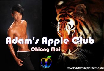 Adam's Apple Club banner. Asian boy with tiger. Gay travel advice for Chiang Mai. Gay nightlife in Thailand. Asian boys club.