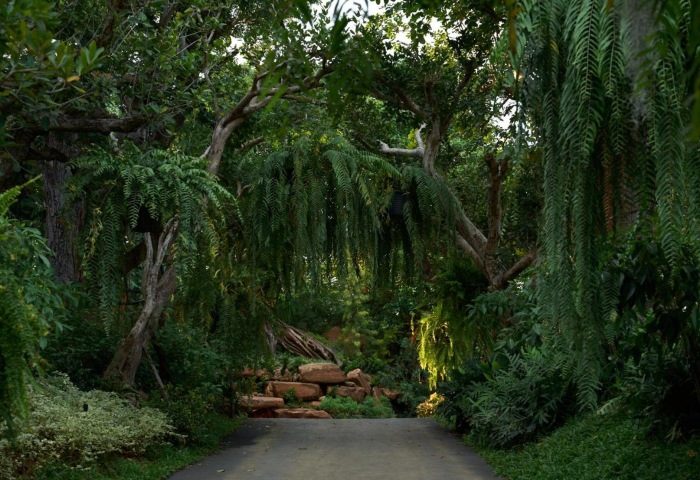 Lush greenery at InterContinental Khao Yai Resort, near Khao Yai National Park. A gay-friendly pool villa hotel in a forest setting.