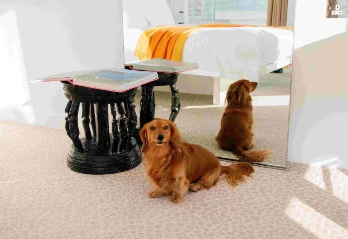 Pet-friendly St Martins Lane Hotel, a luxury gay hotel in Covent Garden, London. A dachshund sits near a mirror reflecting the hotel room.