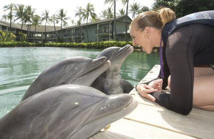 Woman interacts with dolphins at The Kahala Hotel and Resort, a gay-friendly hotel. Palm trees, water, and resort buildings in the background.
