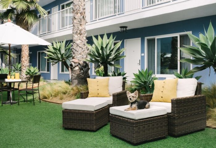 Bayside Hotel's gay-friendly charm: Outdoor seating area with a cute dog on a chair. Palm trees, blue building, and inviting atmosphere.