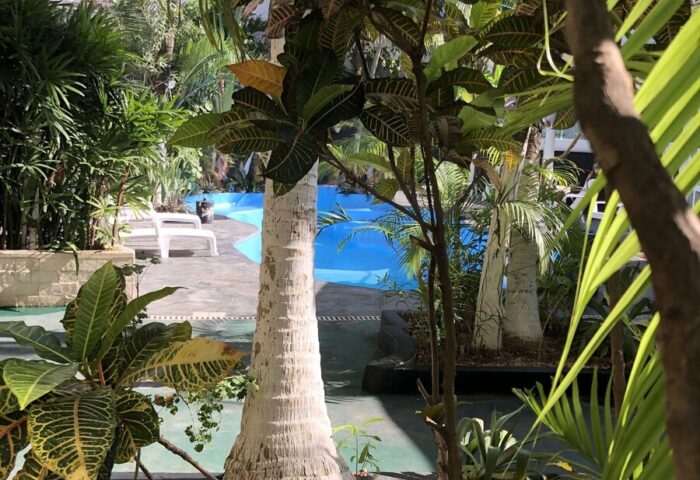 Beach Energy Hotel By BFH pool view. Lush greenery at this gay-friendly hotel. Tropical plants, palm trees.