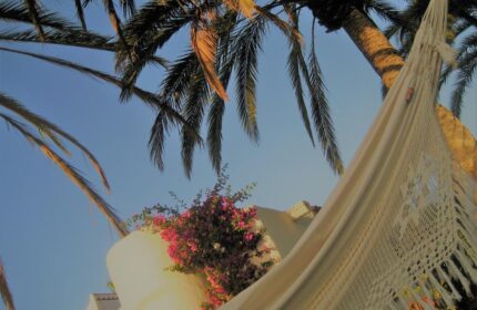 Hammock at Birdcage Gay Men Resort, a gay-friendly hotel. Palm trees, bougainvillea, and blue sky create a relaxing, tropical vibe.