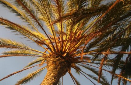 Palm tree at Birdcage Gay Men Resort and Lifestyle Hotel. Gay-friendly hotel with tropical vibes for the perfect gay travel experience.