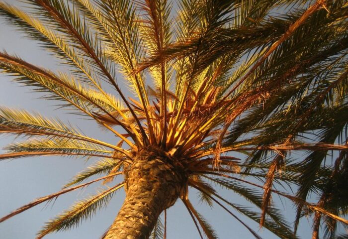 Palm tree at Birdcage Gay Men Resort and Lifestyle Hotel. Gay-friendly hotel with tropical vibes for the perfect gay travel experience.