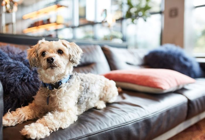 Dog on couch at gay-friendly Hotel Kabuki, part of Jdv by Hyatt. Pet-friendly travel for gay men in San Francisco.