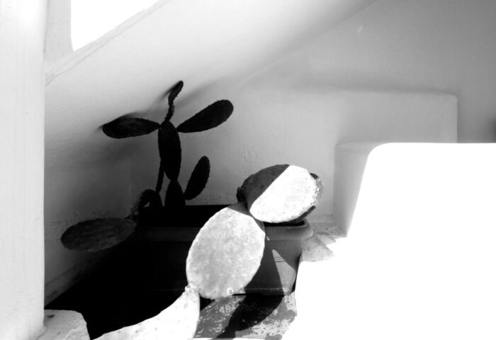 Morfoula's Studios: Black and white picture of a cactus in a pot. Gay-friendly hotel detail. Travel destination.