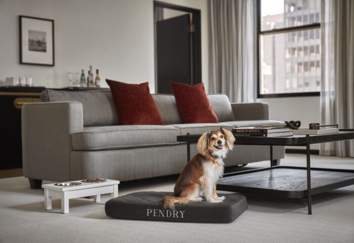 Pendry Chicago gay-friendly hotel: A dog sits on a Pendry bed in a suite. Pet-friendly amenities at this Chicago hotel. Gay travel advice.