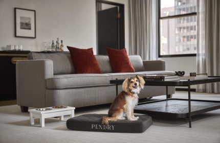 Pendry Chicago gay-friendly hotel: A dog sits on a Pendry bed in a suite. Pet-friendly amenities at this Chicago hotel. Gay travel advice.
