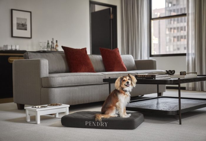 Pendry Chicago gay-friendly hotel: A dog sits on a Pendry bed in a suite. Pet-friendly amenities at this Chicago hotel. Gay travel advice.