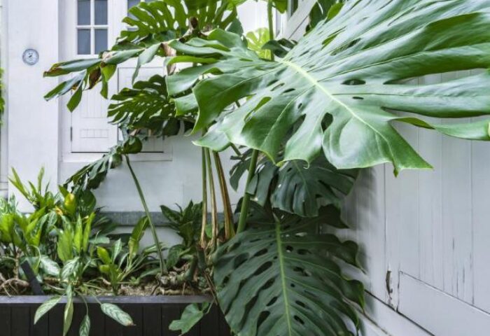 Lush greenery at Porcelain Hotel, a gay-friendly hotel by JL Asia. Tropical plants adorn the entrance, creating a welcoming, vibrant atmosphere.