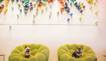 Two dogs on green chairs at The Clancy Autograph Collection, a gay-friendly hotel. Colorful wall art. Pet-friendly travel.