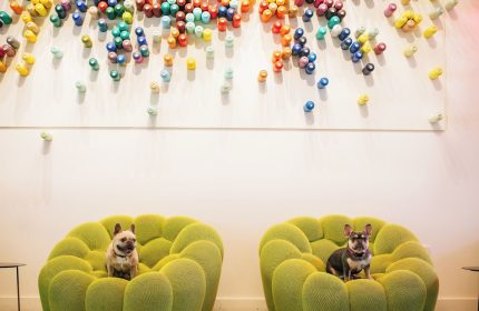 Two dogs on green chairs at The Clancy Autograph Collection, a gay-friendly hotel. Colorful wall art. Pet-friendly travel.