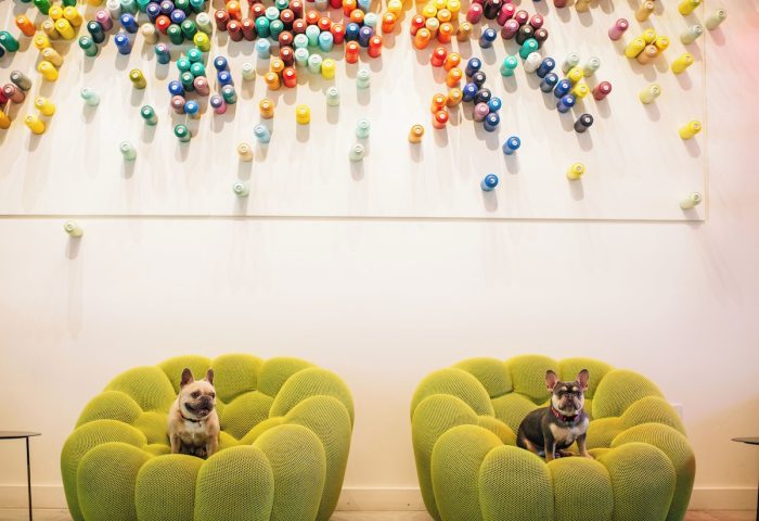 Two dogs on green chairs at The Clancy Autograph Collection, a gay-friendly hotel. Colorful wall art. Pet-friendly travel.