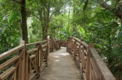 Wooden boardwalk at gay-friendly Villa Samadhi Singapore by Samadhi. Lush greenery surrounds the path. A tranquil escape for gay travelers.