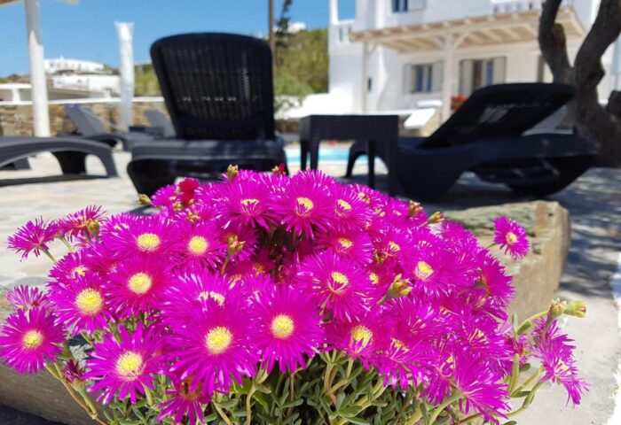 Villa Varnali Small Boutique, a gay-friendly hotel. Focus on pink flowers, sun loungers, and a white building. Outdoor area.