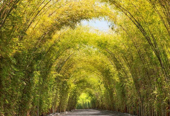 Bamboo archway at W Bali Seminyak, a gay-friendly hotel. Lush green foliage creates a tunnel effect. Tropical paradise for gay travelers.
