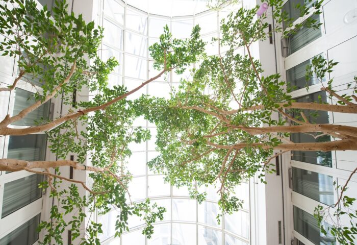 Interior view of Wombats City Hostel Munich, a gay-friendly hotel. Trees grow inside, reaching toward a glass ceiling. Modern, bright design.