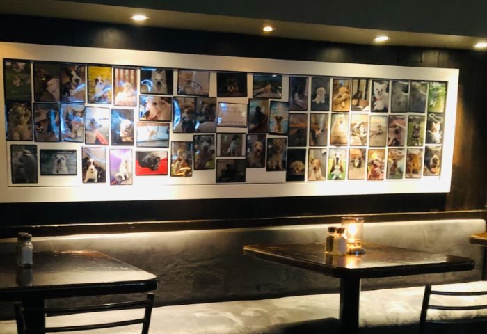 Hair of the Dog Pub, Toronto: Wall of dog photos above a booth. A gay-friendly bar with a canine theme, a local travel tip.