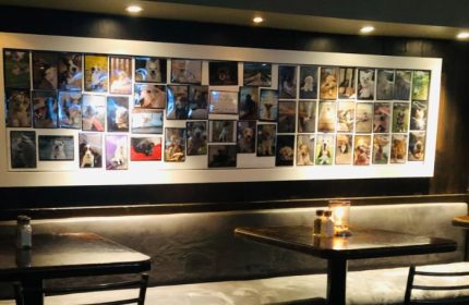 Hair of the Dog Pub, Toronto: Wall of dog photos above a booth. A gay-friendly bar with a canine theme, a local travel tip.