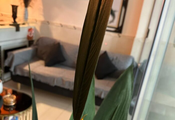 Interior of Jack's Spa in Ho Chi Minh City, Vietnam. Couch, table, and plant visible. Gay travel advice in Vietnam.