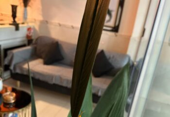 Interior of Jack's Spa in Ho Chi Minh City, Vietnam. Couch, table, and plant visible. Gay travel advice in Vietnam.