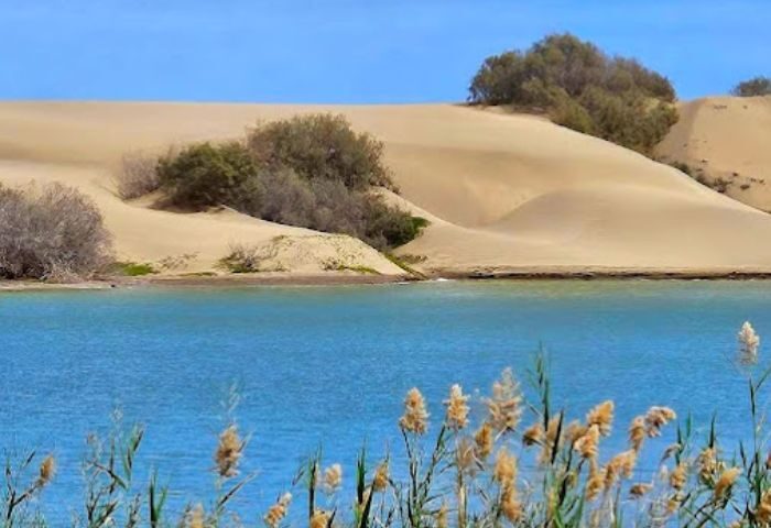 Gran Canaria gay travel: Dunes and lagoon near Kiosk 7, a popular gay bar. Maspalomas desert landscape with blue water and reeds.