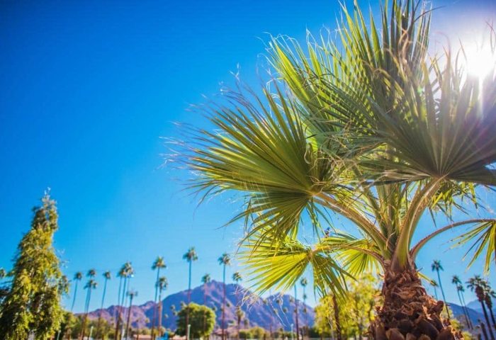 Palm Springs' El Mirasol Villas, a gay men-only resort. Palm tree against a clear blue sky, mountains in the background. Tropical vibe.