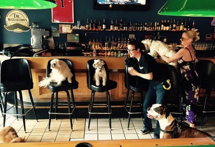 Dogs at The North End gay sports bar in Chicago. People are putting dogs on bar stools. A fun, dog-friendly gay bar.