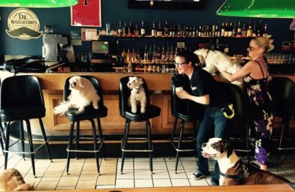 Dogs at The North End gay sports bar in Chicago. People are putting dogs on bar stools. A fun, dog-friendly gay bar.