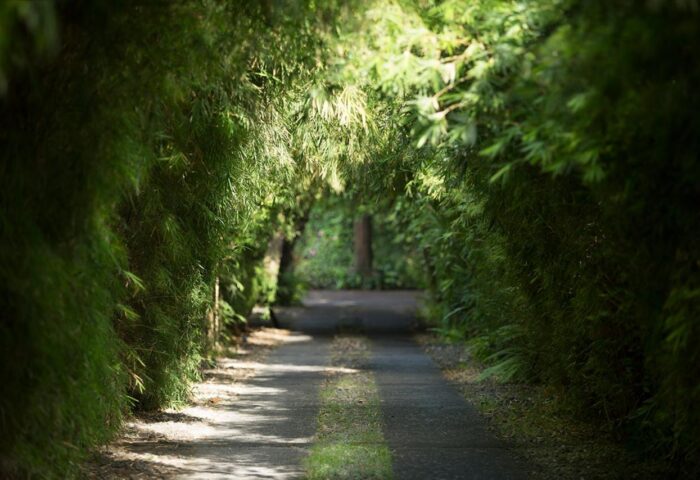 Lush greenery tunnel at The Pavilions Bali, a gay-friendly hotel. Tropical foliage creates a natural archway, inviting exploration.