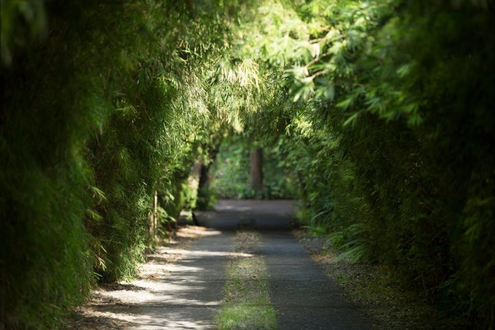 Lush greenery tunnel at The Pavilions Bali, a gay-friendly hotel. Tropical foliage creates a natural archway, inviting exploration.